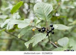 Attēlu rezultāti vaicājumam “Frangula alnus fruit”