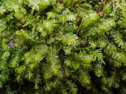 Attēlu rezultāti vaicājumam “Plagiochila porelloides”