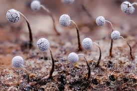 Attēlu rezultāti vaicājumam “Physarum daamsii spores”