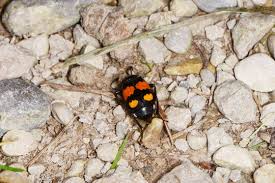 Attēlu rezultāti vaicājumam “Silphidae”