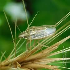 Attēlu rezultāti vaicājumam “Aelia acuminata”