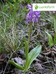 Attēlu rezultāti vaicājumam “Orchis militaris flower”