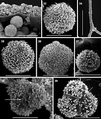 Attēlu rezultāti vaicājumam “Physarum bitectum sessile”