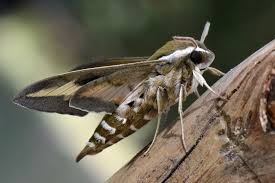 Attēlu rezultāti vaicājumam “Hyles gallii”