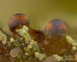 Attēlu rezultāti vaicājumam “Licea testudinacea young”