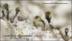 Attēlu rezultāti vaicājumam “Calicium adspersum”