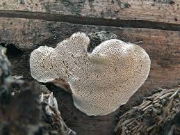 Attēlu rezultāti vaicājumam “Heterobasidion parviporum”