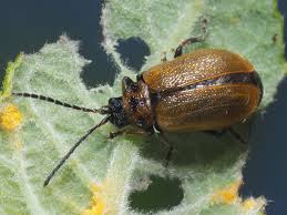 Attēlu rezultāti vaicājumam “Lochmaea caprea”