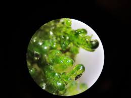 Attēlu rezultāti vaicājumam “Homalia trichomanoides sporophyte”