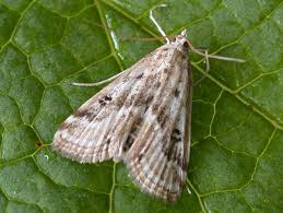 Attēlu rezultāti vaicājumam “Parapoynx stratiotata male”