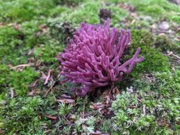 Attēlu rezultāti vaicājumam “Clavulina amethystina”