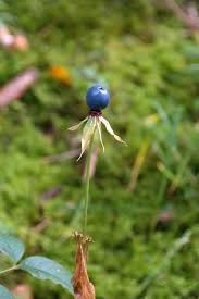Attēlu rezultāti vaicājumam “Paris quadrifolia bud”