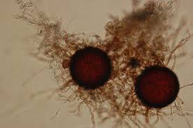 Attēlu rezultāti vaicājumam “Erysiphe galeopsidis”