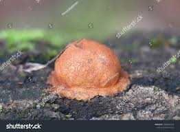 Attēlu rezultāti vaicājumam “Fuligo leviderma spores”