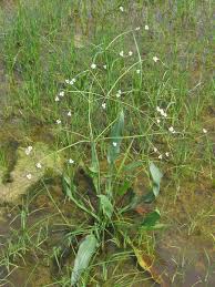 Attēlu rezultāti vaicājumam “Alisma lanceolatum”