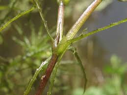 Attēlu rezultāti vaicājumam “Najas minor”