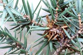 Attēlu rezultāti vaicājumam “Gymnosporangium sabinae”