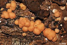 Attēlu rezultāti vaicājumam “Hypocrea rufa”