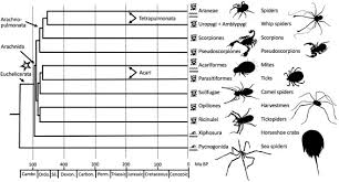 Attēlu rezultāti vaicājumam “Licea chelonoides sessile”