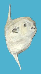 Image result for Mola mola