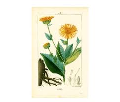 Image result for Inula helenium