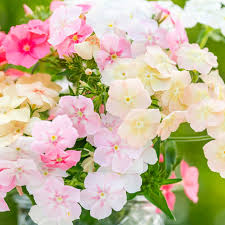 Image result for Phlox drummondii