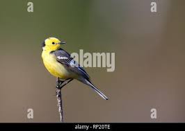 Attēlu rezultāti vaicājumam “Motacilla citreola male”