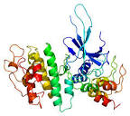 Cyclin-dependent kinase 6 - Wikipedia