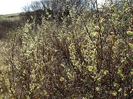 Attēlu rezultāti vaicājumam “Salix x doniana”