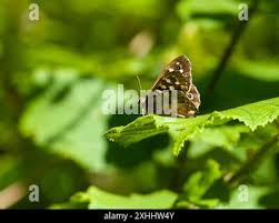 Attēlu rezultāti vaicājumam “Pararge aegeria underside”