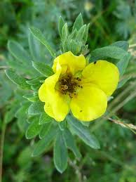 Attēlu rezultāti vaicājumam “Pentaphylloides fruticosa leaf”