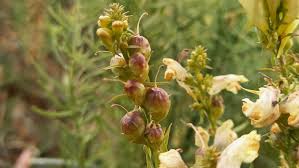 Attēlu rezultāti vaicājumam “Linaria vulgaris fruit”