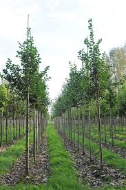 Attēlu rezultāti vaicājumam “Crataegus persimilis”