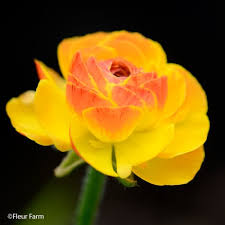 Attēlu rezultāti vaicājumam “Ranunculus mendax flower”