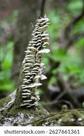 Attēlu rezultāti vaicājumam “Oxyporus”