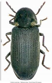 Attēlu rezultāti vaicājumam “Anobium pertinax”