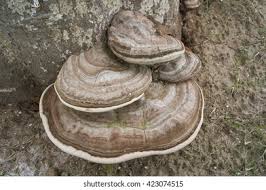 Attēlu rezultāti vaicājumam “Ganoderma applanatum”