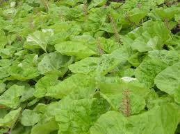 Image result for Petasites officinalis