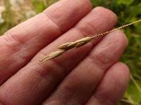 Attēlu rezultāti vaicājumam “Danthonia decumbens bud”