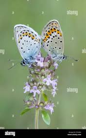 Attēlu rezultāti vaicājumam “Plebejus idas underside”