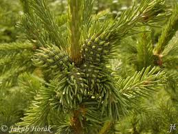 Attēlu rezultāti vaicājumam “Sacchiphantes abietis”