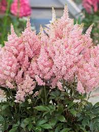 Image result for Astilbe