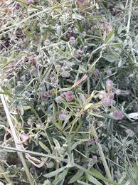 Attēlu rezultāti vaicājumam “Eulithis pyraliata”