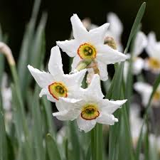 Attēlu rezultāti vaicājumam “Narcissus poeticus”