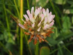 Attēlu rezultāti vaicājumam “Trifolium fragiferum”
