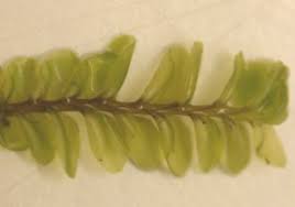 Attēlu rezultāti vaicājumam “Plagiochila porelloides”