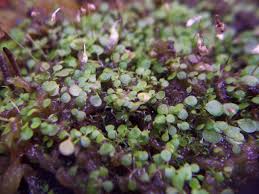 Attēlu rezultāti vaicājumam “Utricularia x neglecta leaf”