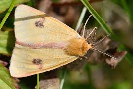Attēlu rezultāti vaicājumam “Diacrisia sannio male”