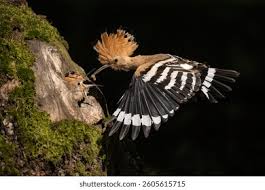 Attēlu rezultāti vaicājumam “Upupa epops adult”