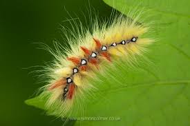 Attēlu rezultāti vaicājumam “Acronicta aceris larva”